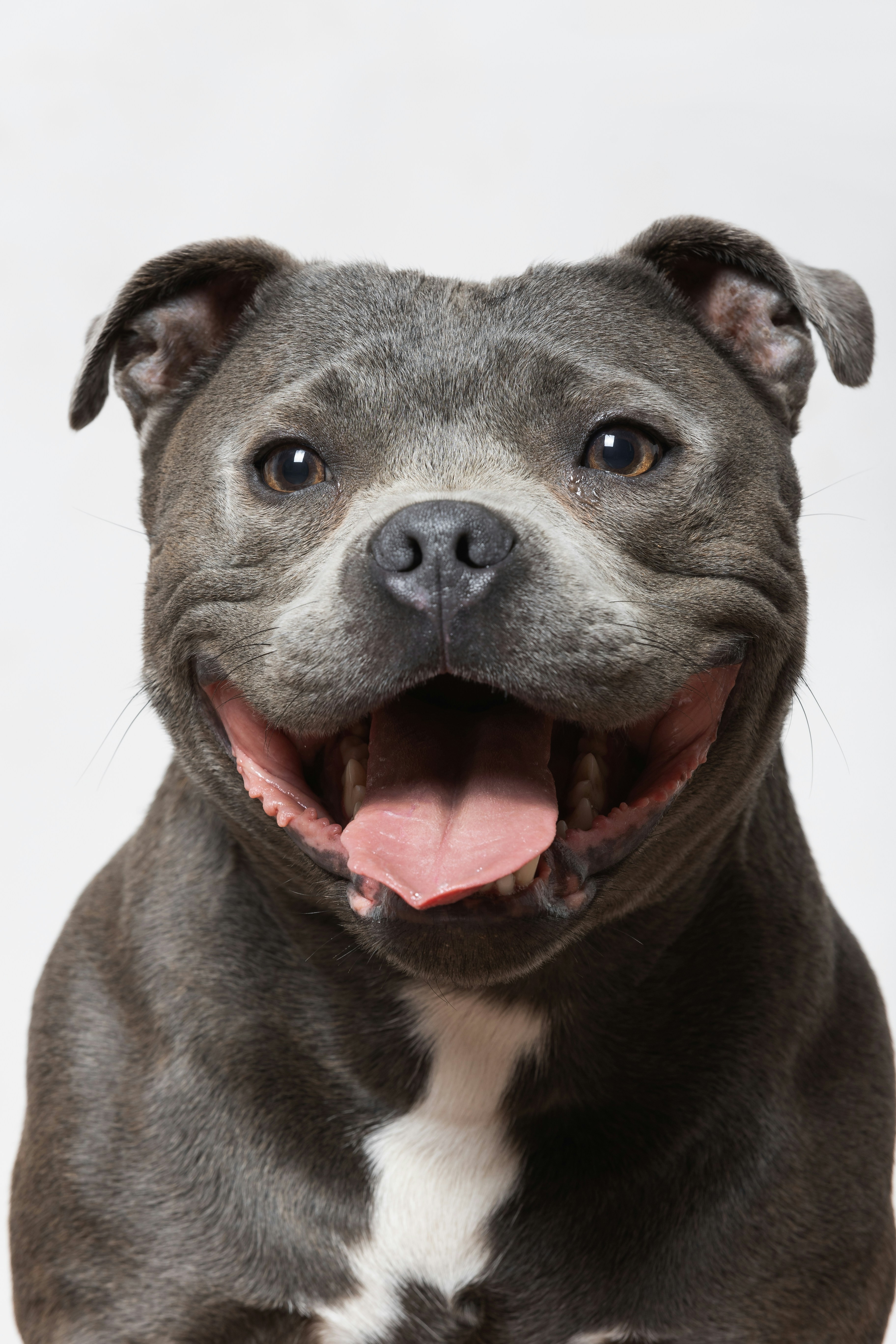 a dog with its mouth open