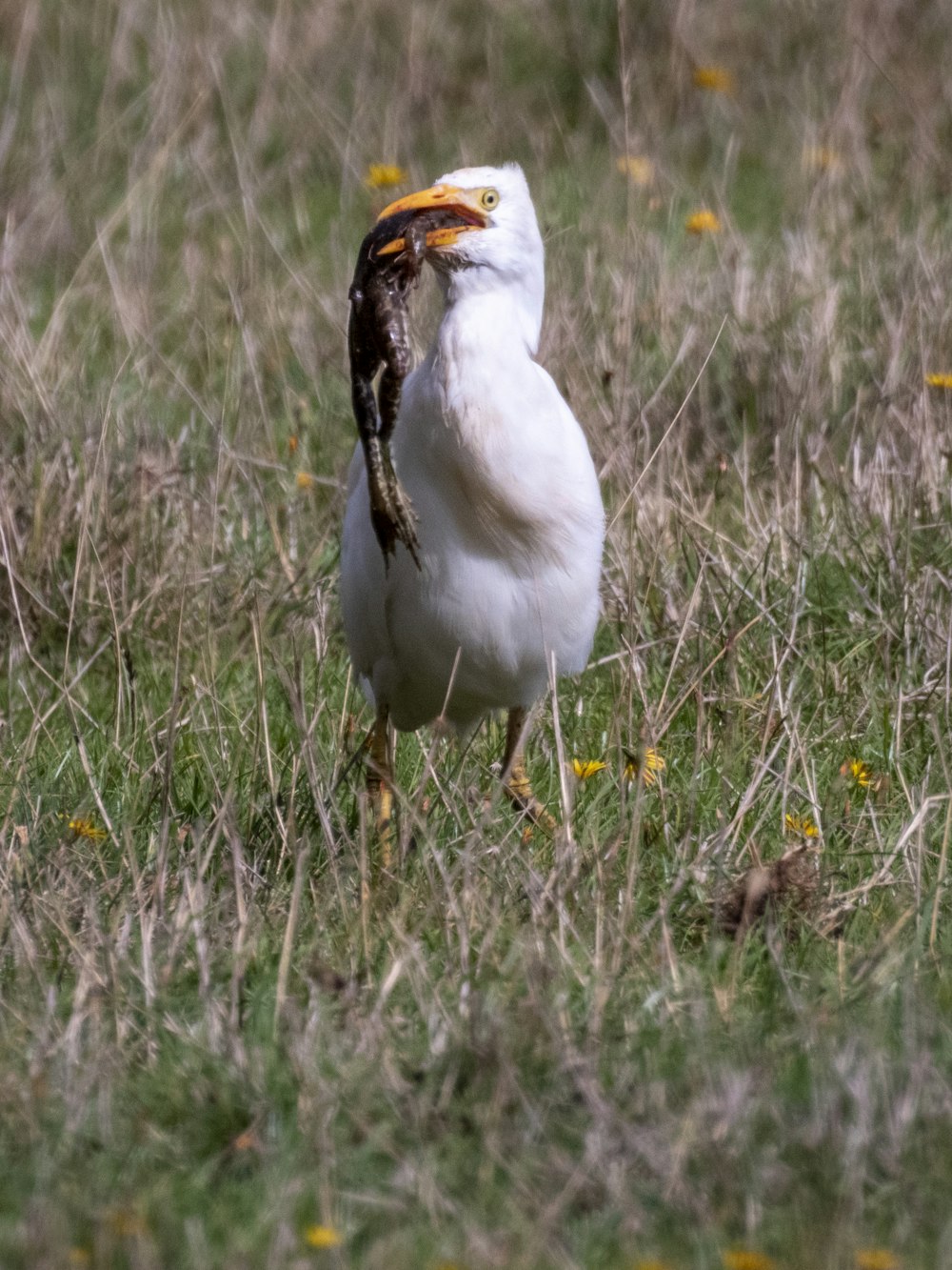 a bird standing in a field