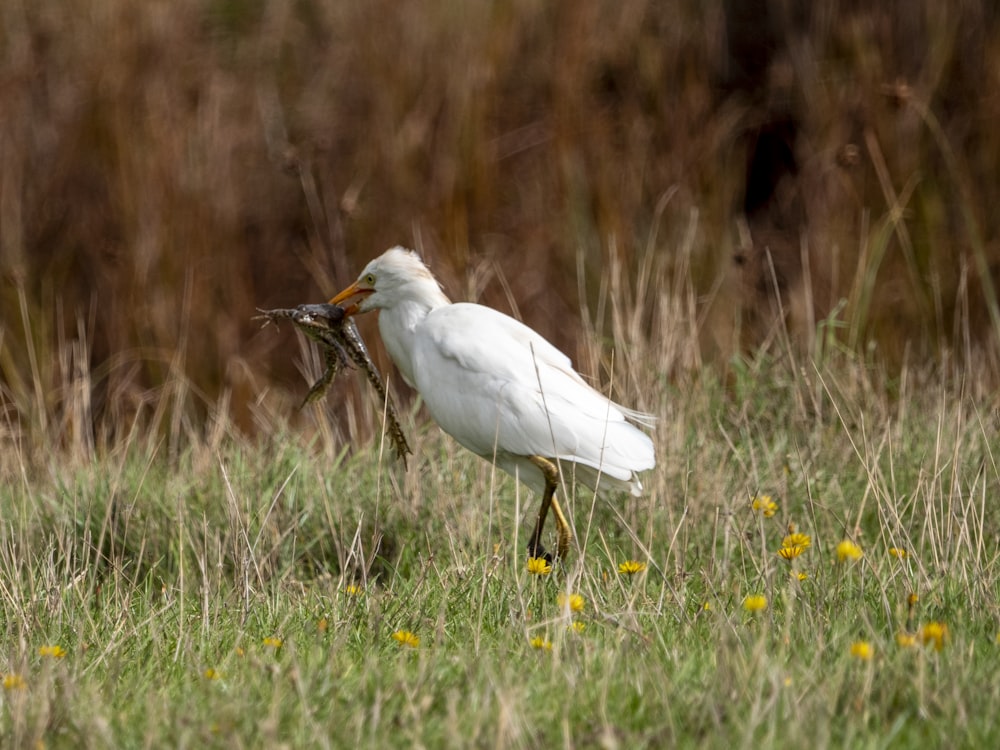 two birds in a field