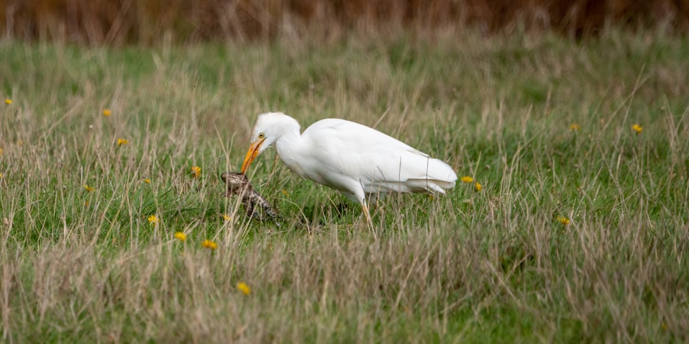 um pássaro branco com um bico longo