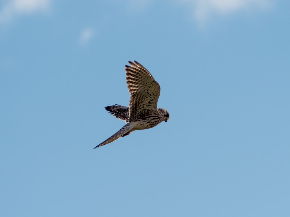 a hawk flying in the sky