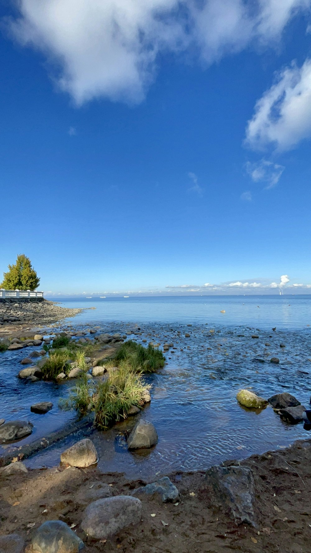 una playa rocosa con un cuerpo de agua y un árbol