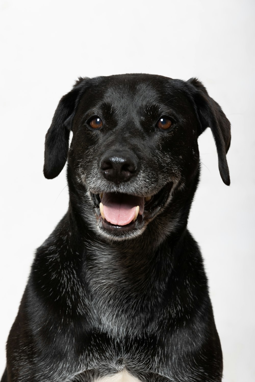 a black dog with its mouth open