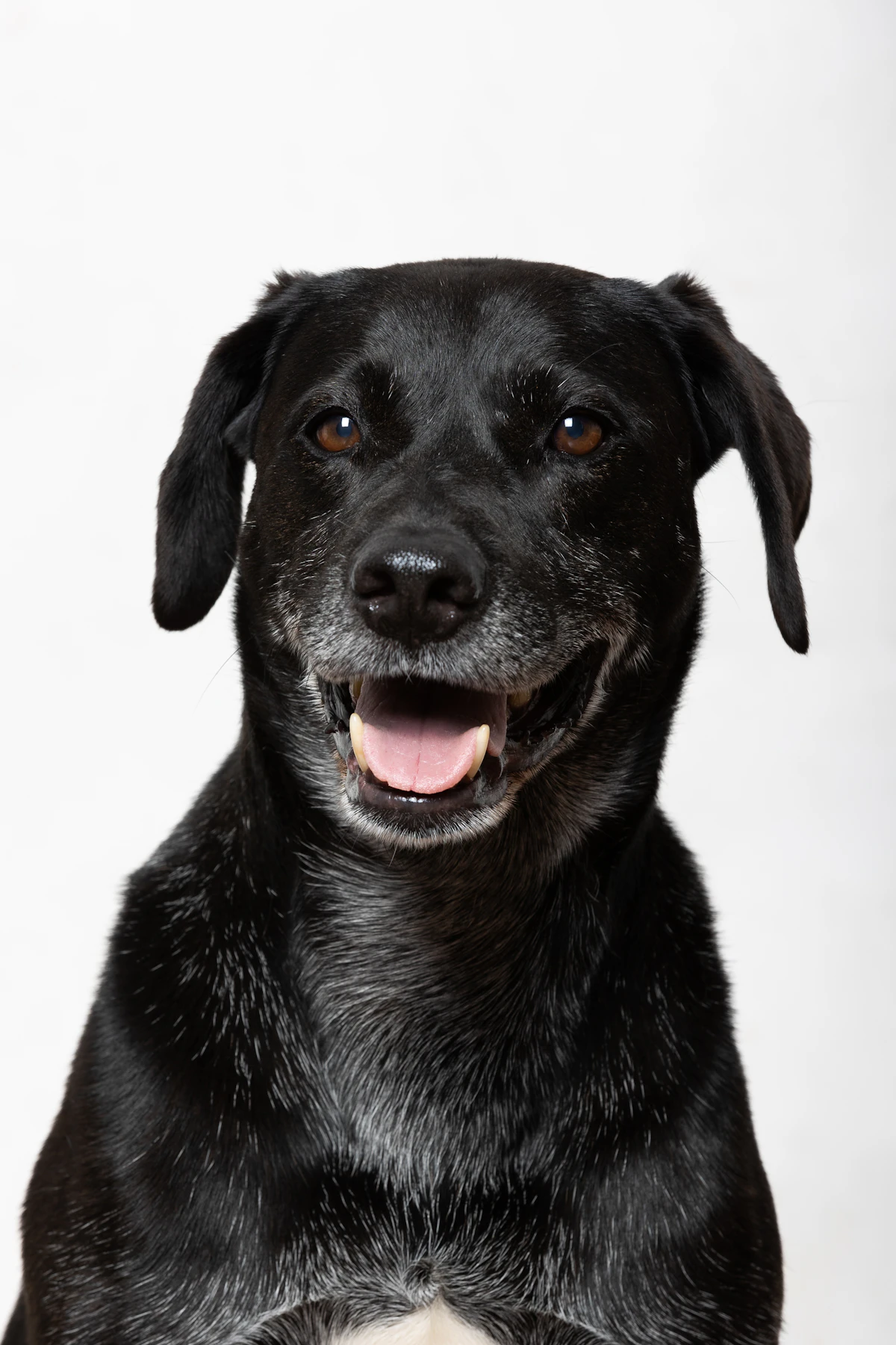Dog Dental Care: Why It Matters More Than Most Owners Realize
