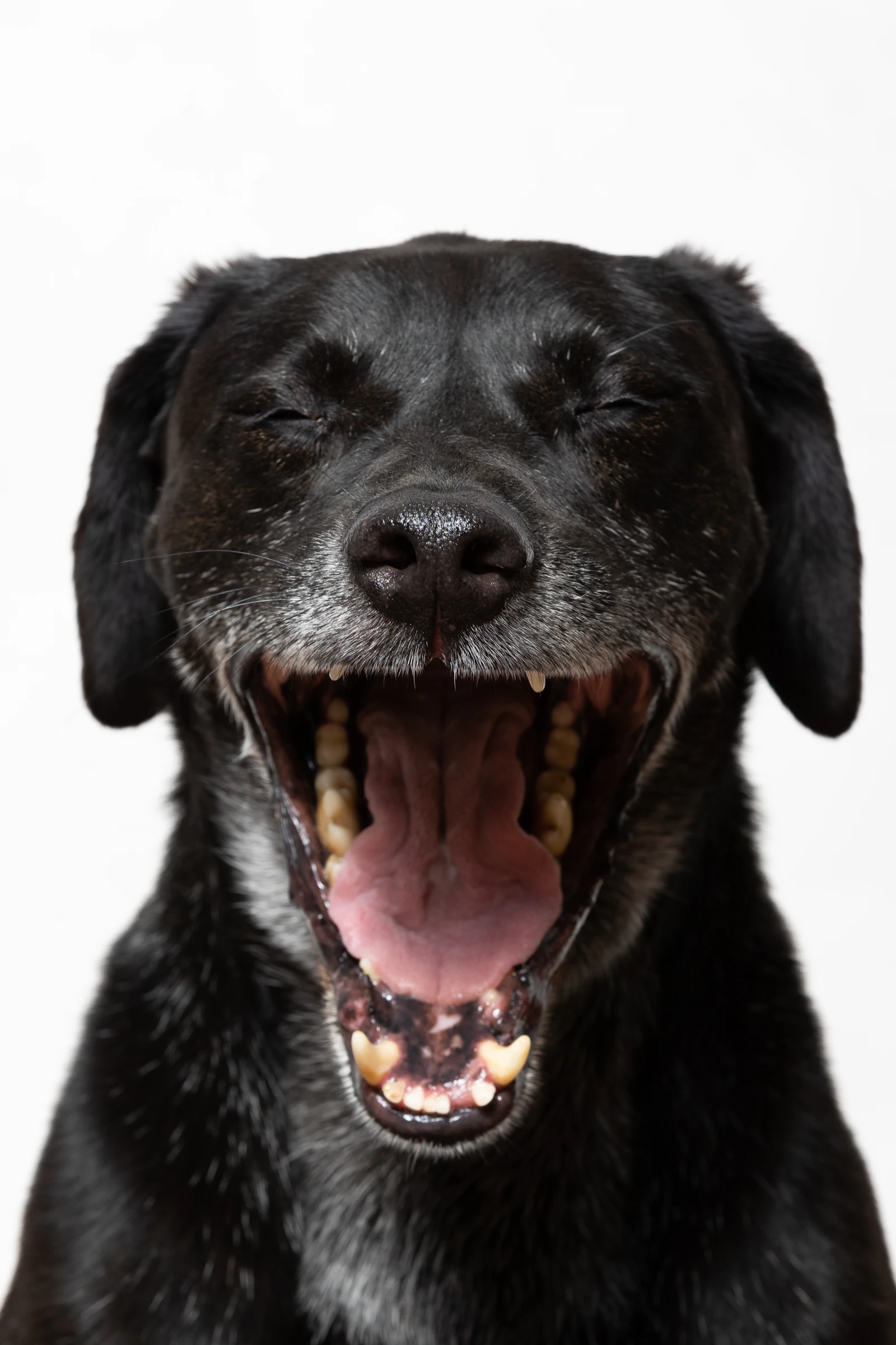Perro con la boca abierta