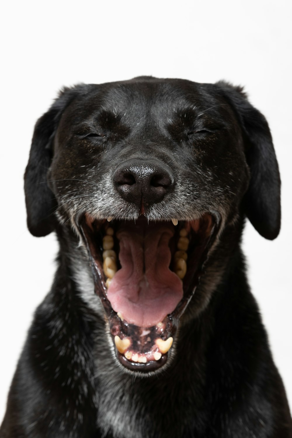 a dog with its mouth open