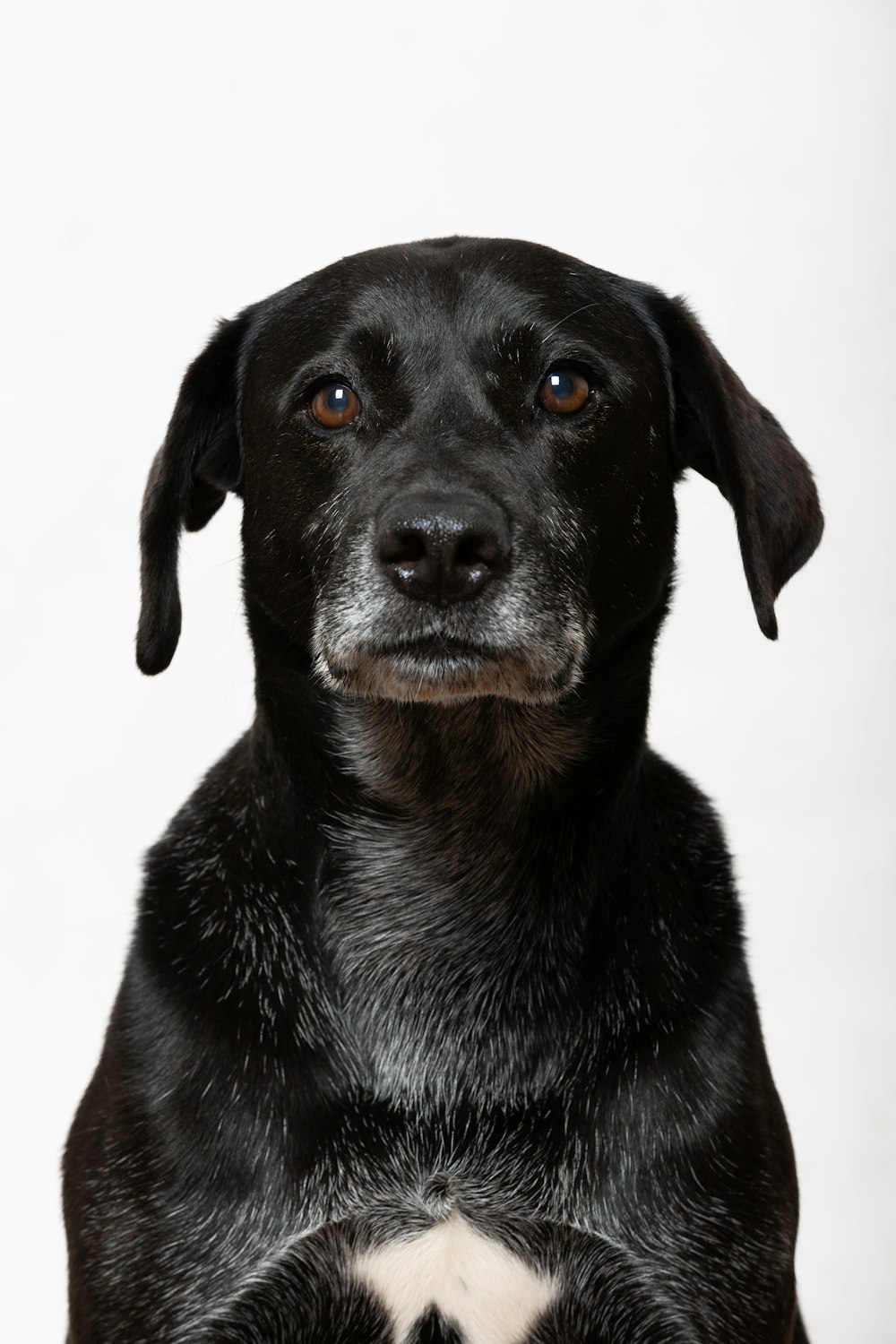 a black dog with blue eyes