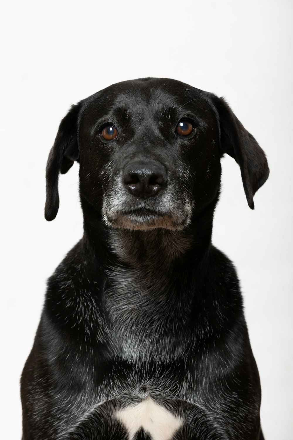 Foto Un perro negro con ojos azules – Imagen Perro gratis en Unsplash