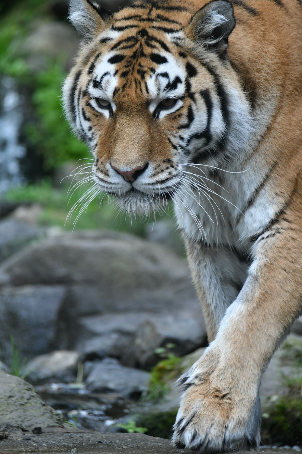a tiger walking on rocks