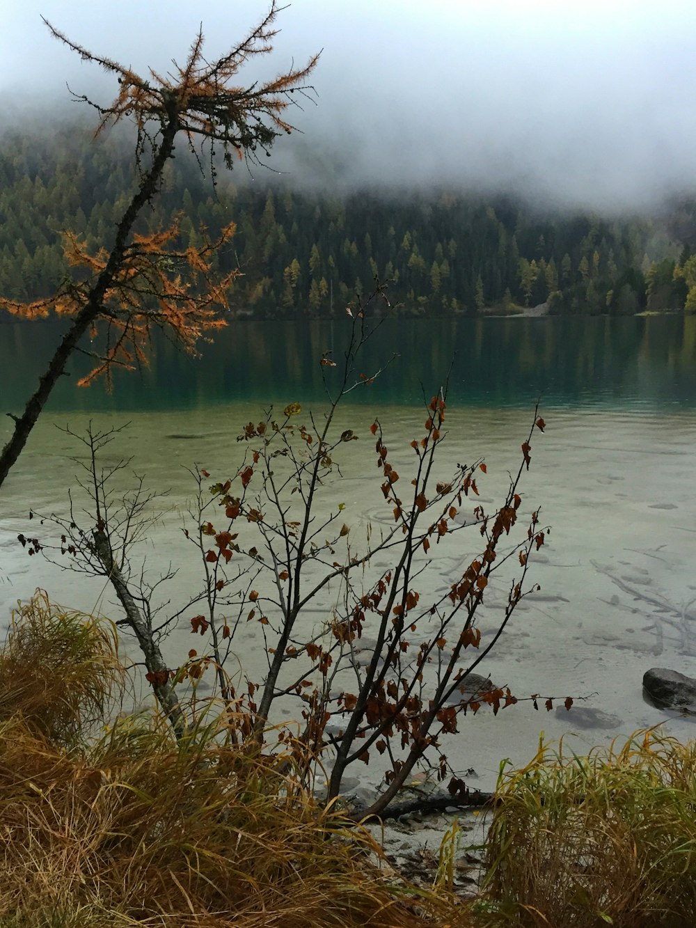 a lake with trees and fog