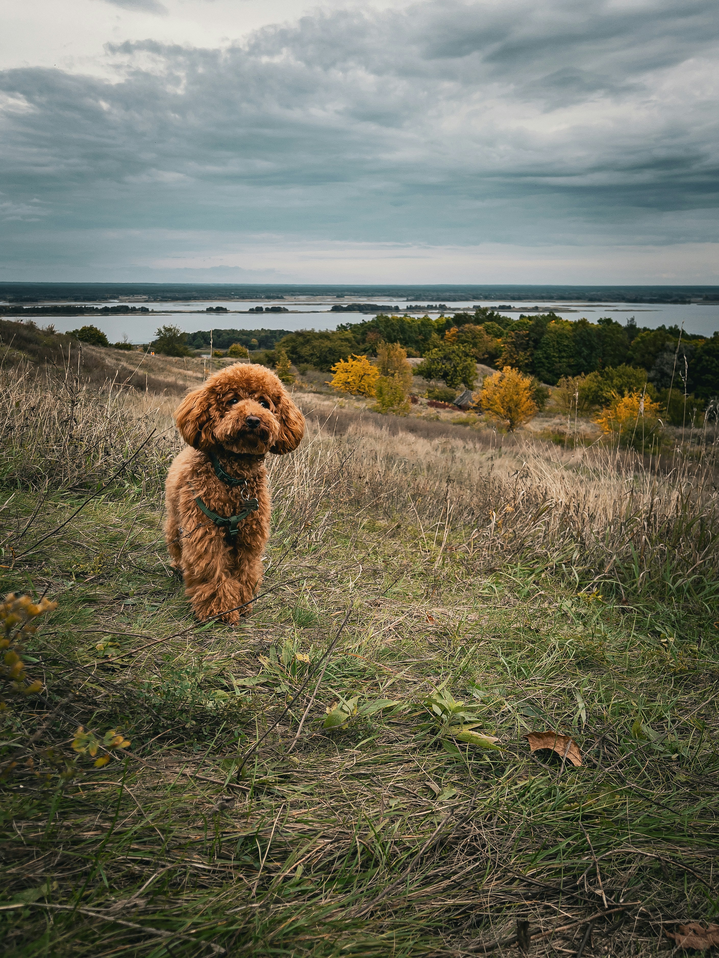 a dog standing in a field