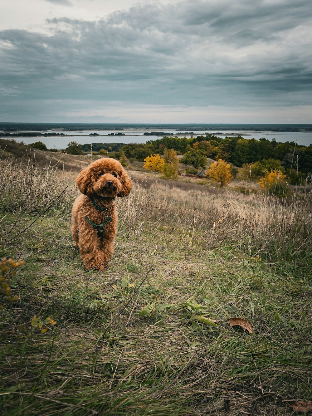 a dog standing in a field