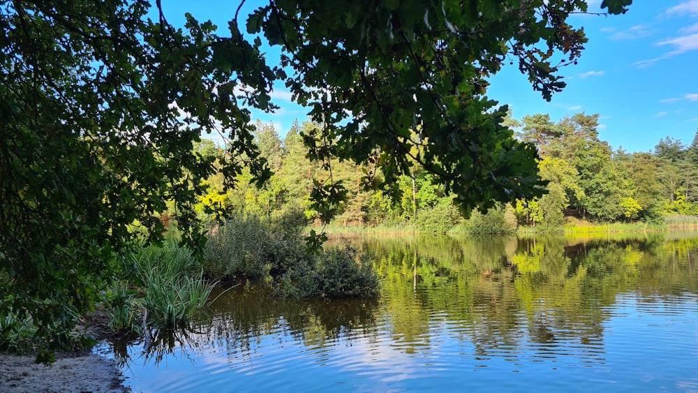 a body of water with trees around it