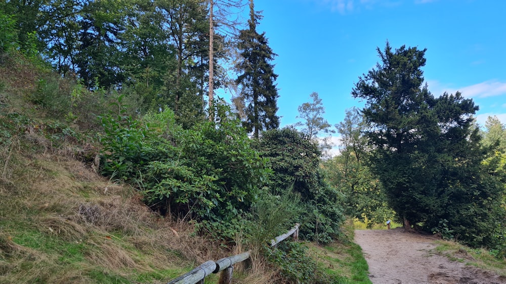 a dirt road in a forest