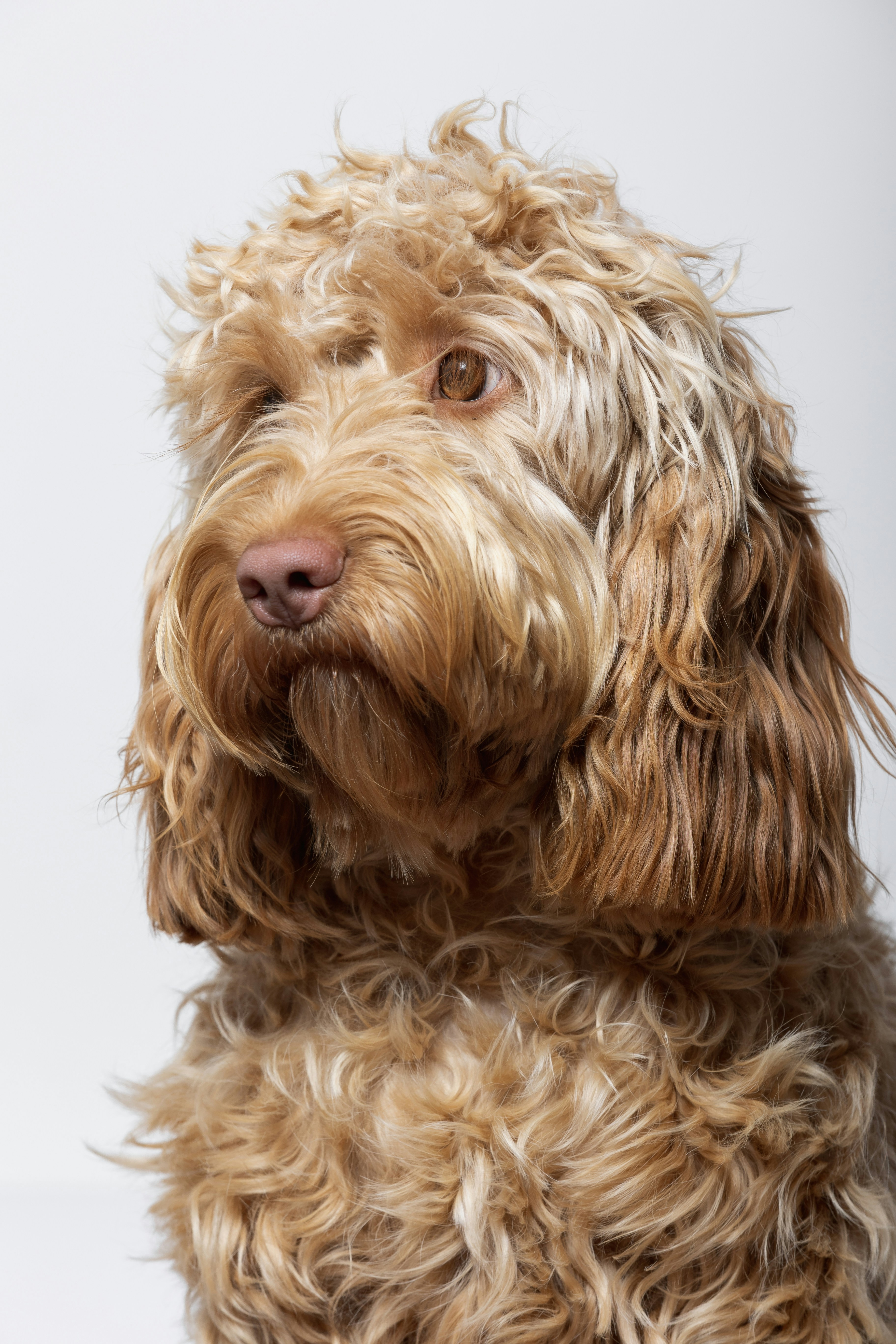 Photo by woooooooooof