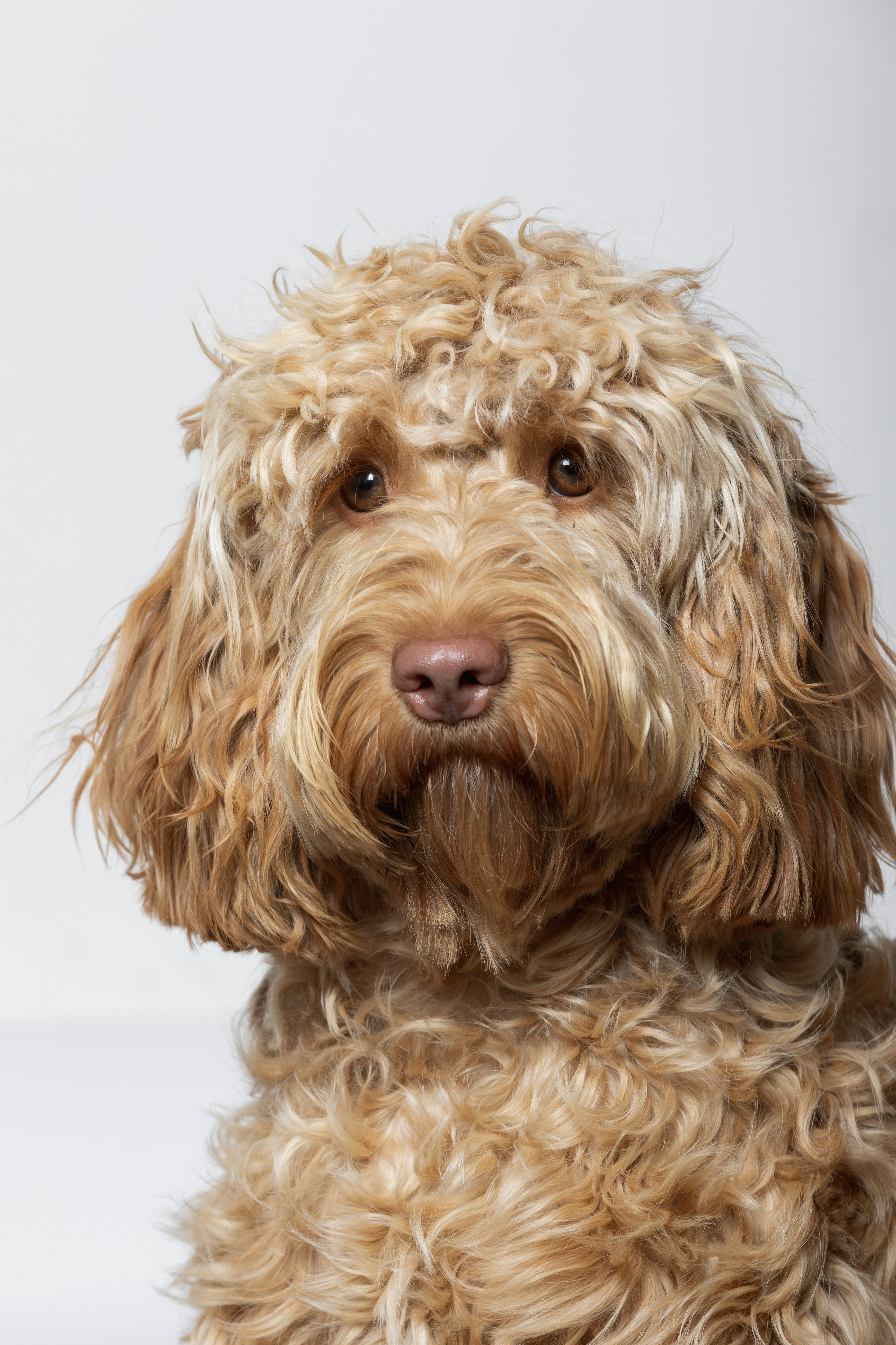 a dog with a fluffy haircut
