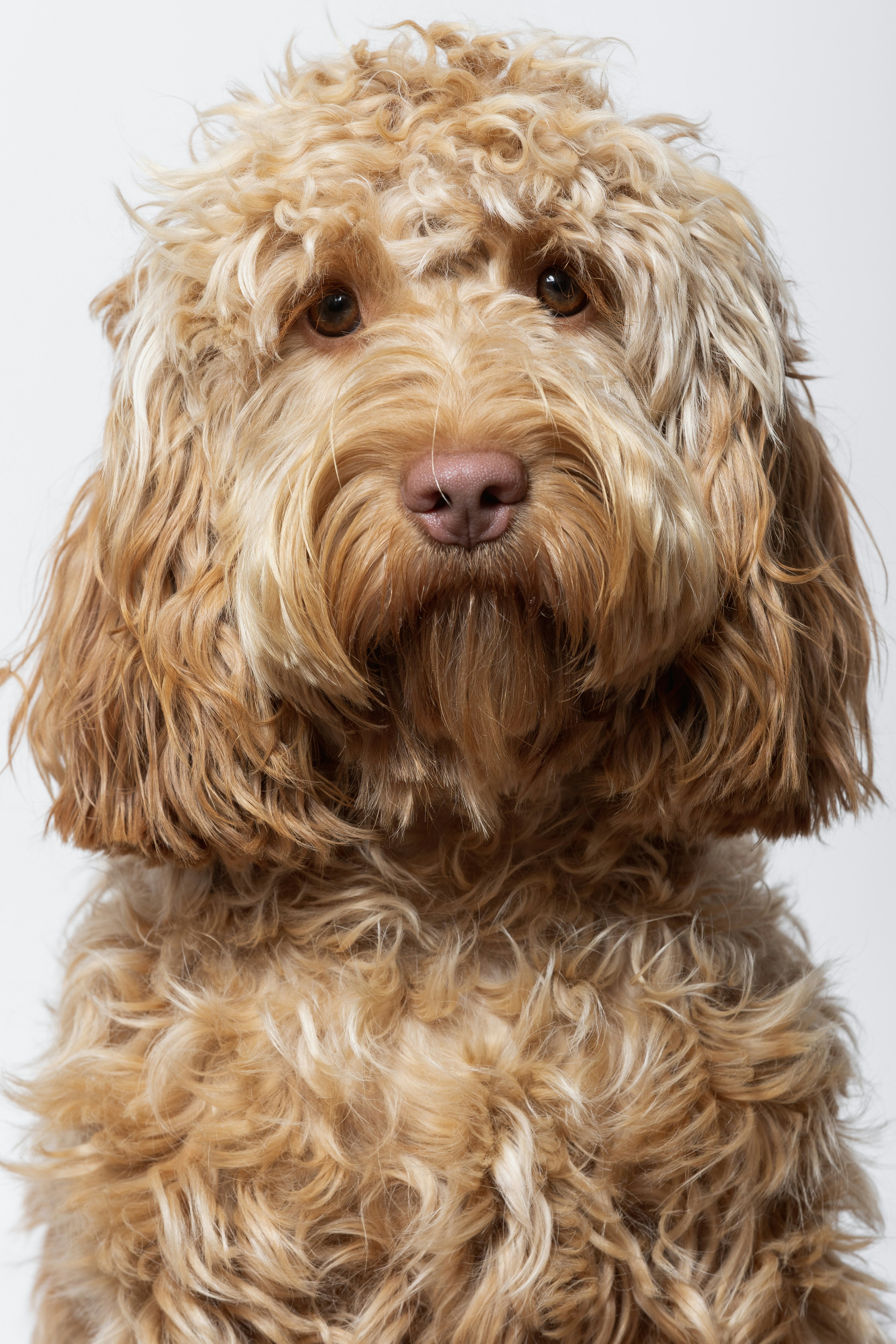 Photo by woooooooooof