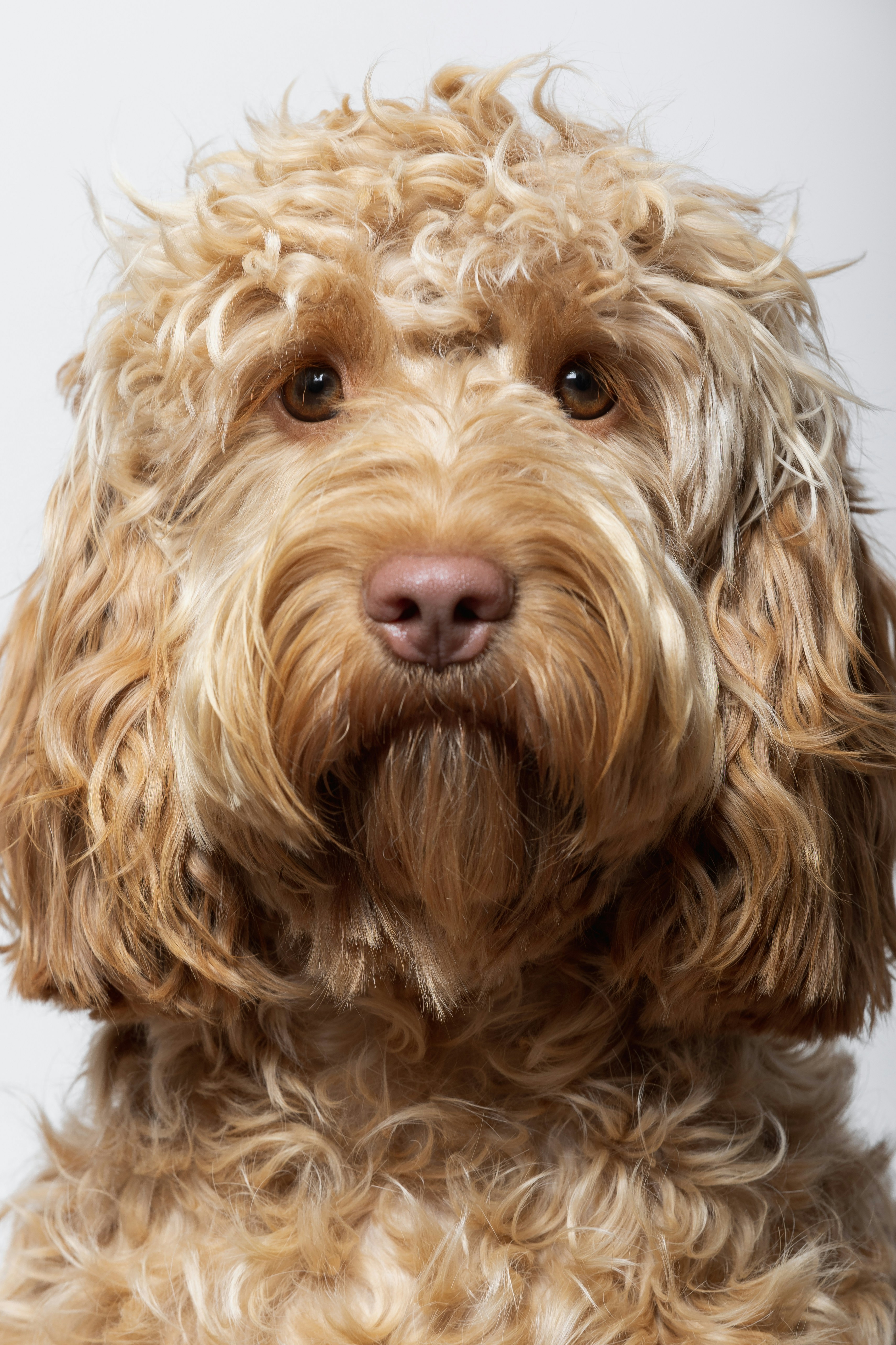 Photo by woooooooooof