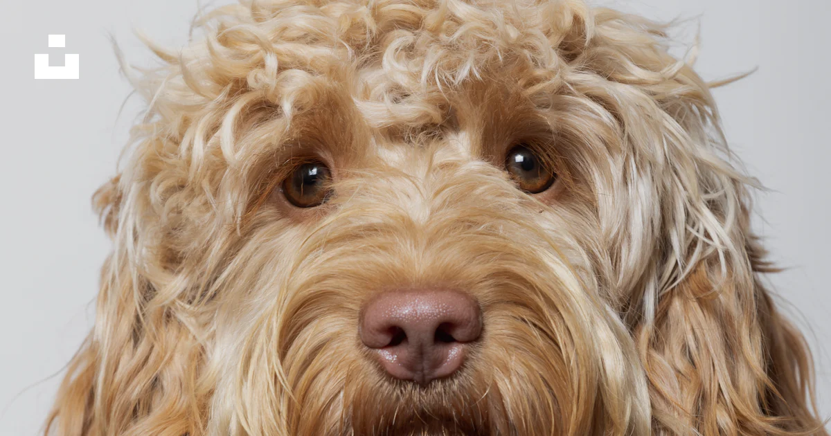 Long Cockapoo A dog with long hair photo – Free Cockapoo Image on Unsplash
