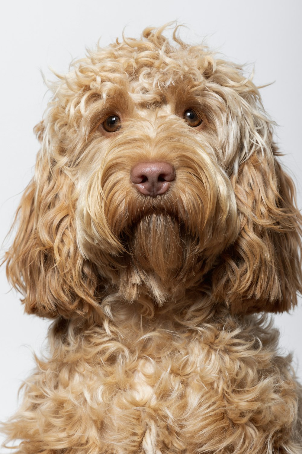 a dog with long hair