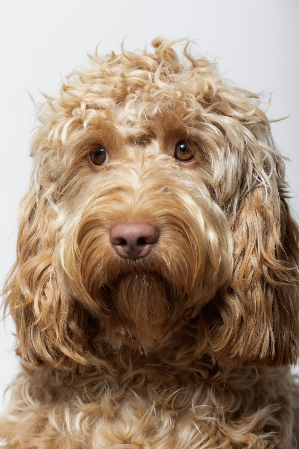 a dog with long hair