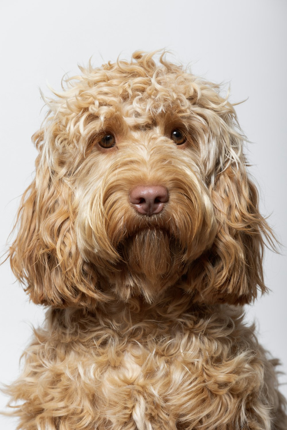 a dog with fluffy hair