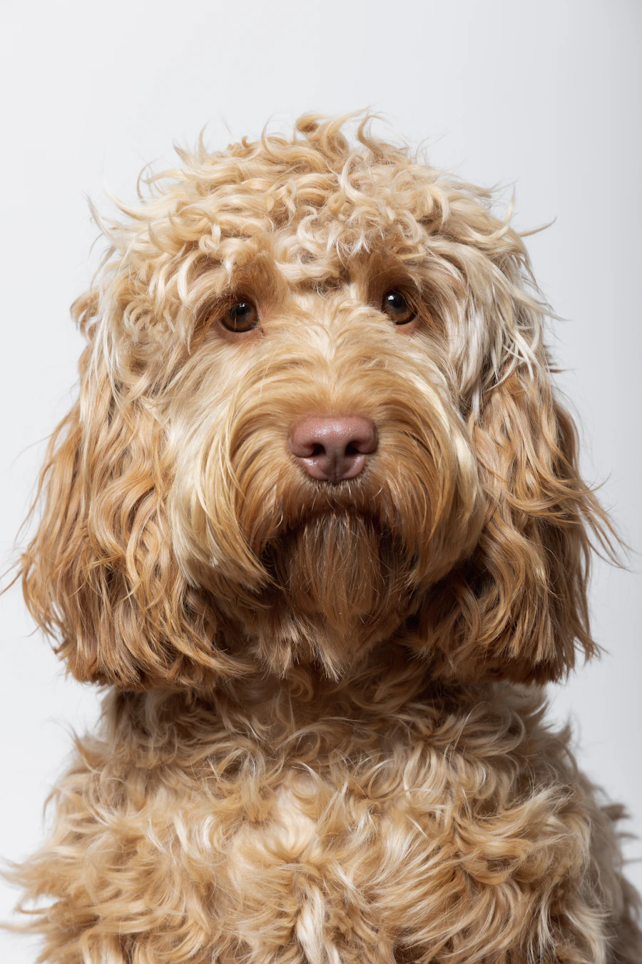 Happy groomed dog