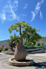 A large, uniquely shaped tree with a bulbous trunk stands in a circular stone planter. The tree has lush green leaves and is set against a clear blue sky with scattered wispy clouds. Surrounding the tree, there are manicured gardens with various shrubs and pink flowering bushes. In the background, distant hills add depth to the landscape.