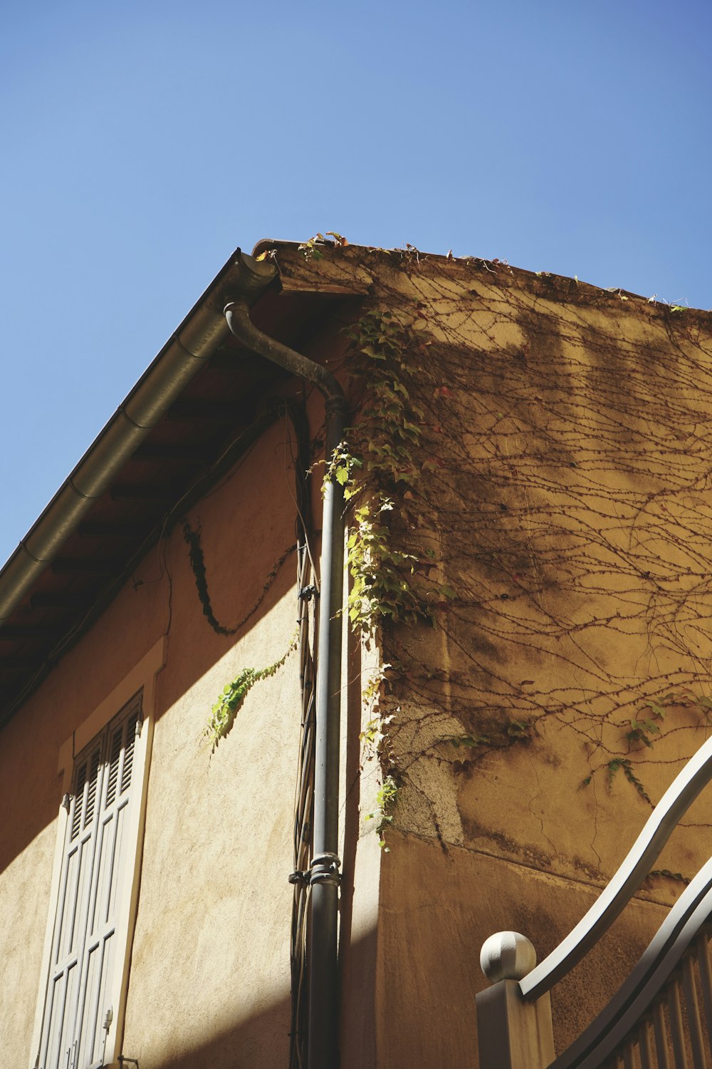 a brick building with a tree growing out of it