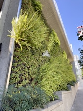 A lush vertical garden climbing a city balcony rail, vibrant greens against concrete.