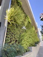 A vertical garden with vibrant green plants and foliage clinging to a concrete wall. The lush greenery provides a stark contrast to the gray of the concrete. The sky above is clear and blue, adding a natural backdrop to the scene. Urban buildings peek from the side, suggesting the garden is in a city environment.
