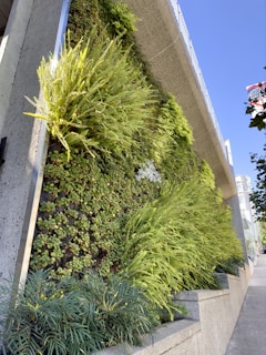 A vertical garden with vibrant green plants and foliage clinging to a concrete wall. The lush greenery provides a stark contrast to the gray of the concrete. The sky above is clear and blue, adding a natural backdrop to the scene. Urban buildings peek from the side, suggesting the garden is in a city environment.