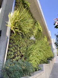 A vertical garden with vibrant green plants and foliage clinging to a concrete wall. The lush greenery provides a stark contrast to the gray of the concrete. The sky above is clear and blue, adding a natural backdrop to the scene. Urban buildings peek from the side, suggesting the garden is in a city environment.