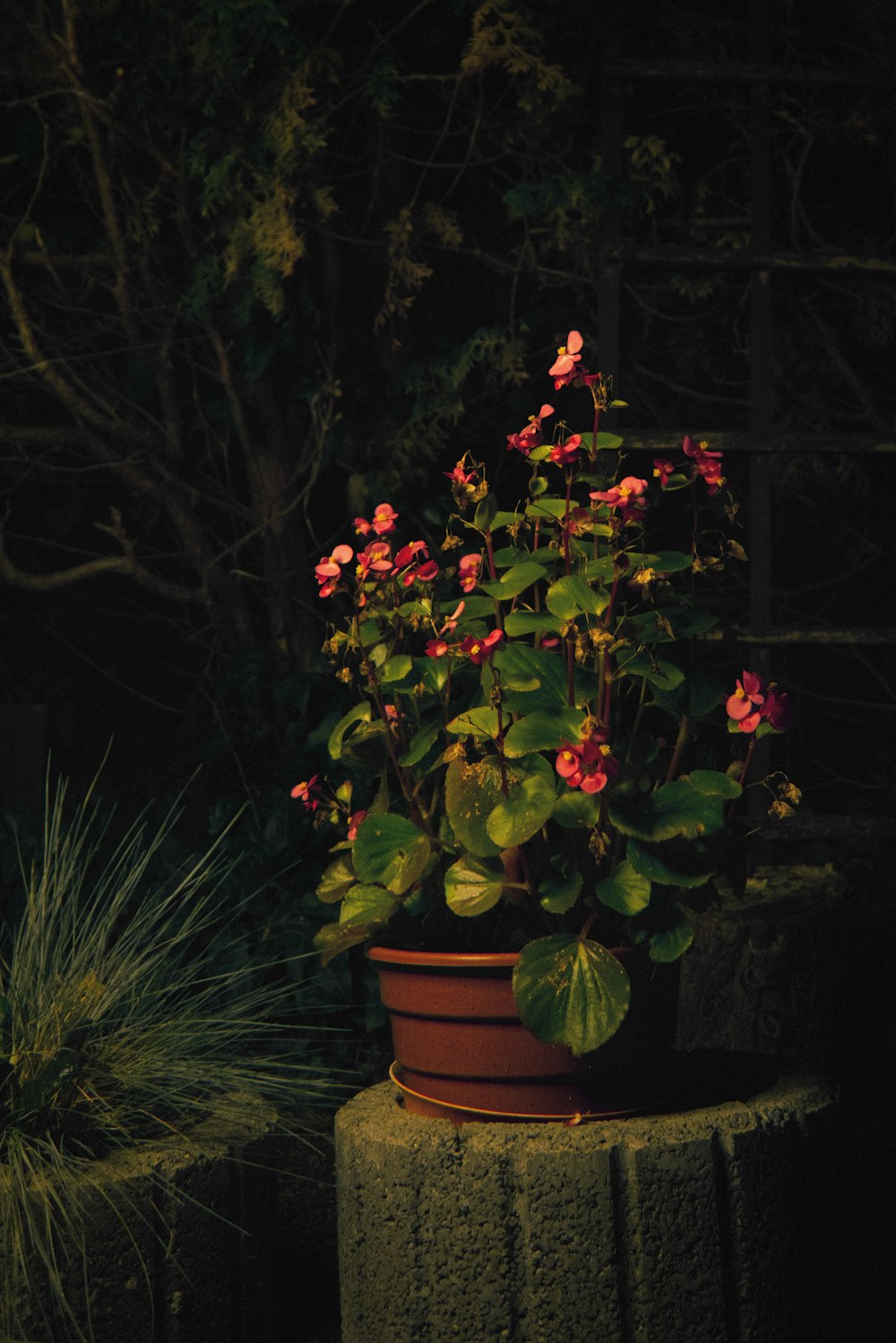 a potted plant with red flowers