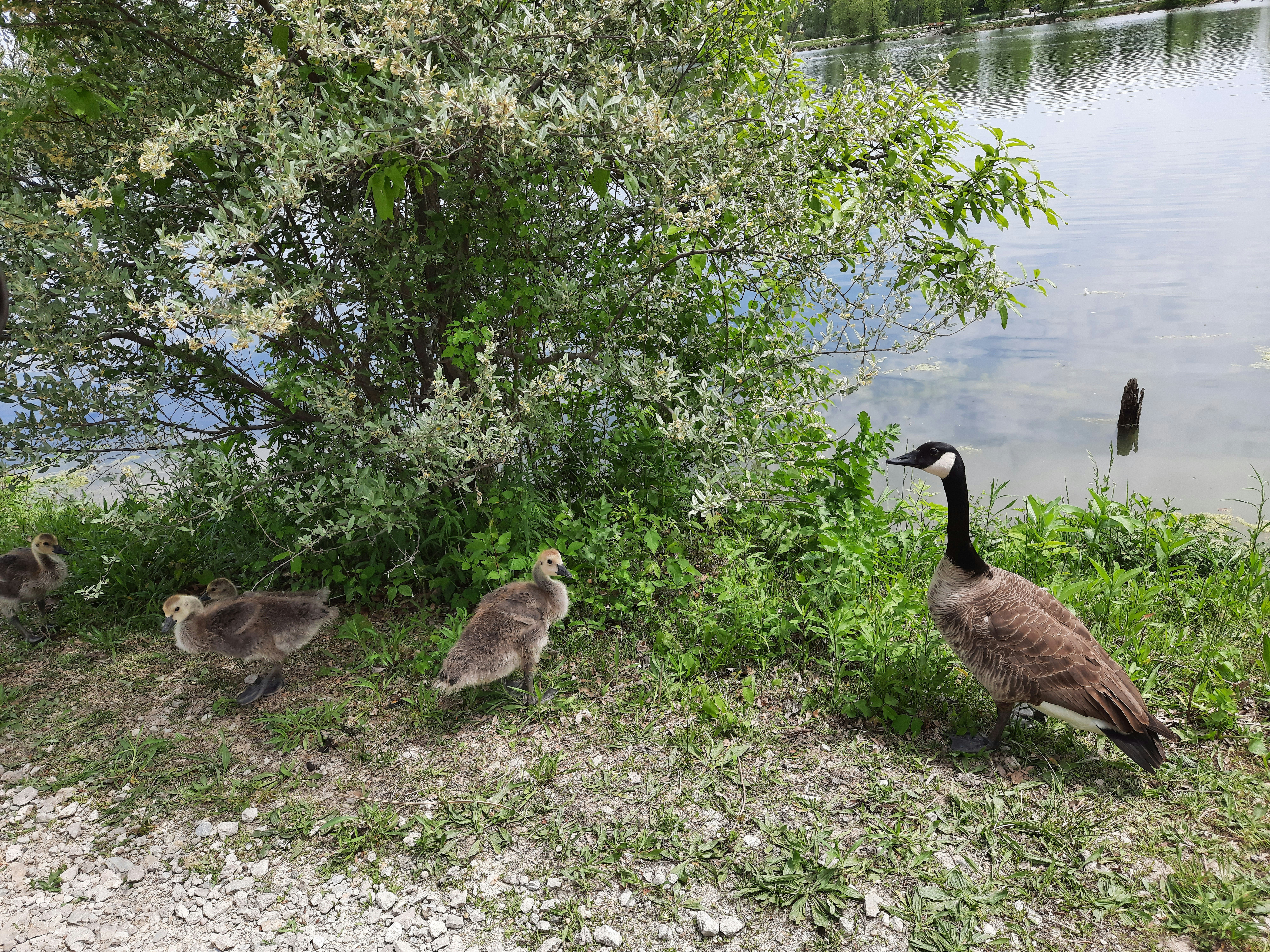 Eine Gruppe von Gänsen geht an einem Fluss entlang