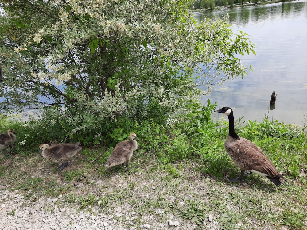 a group of geese walking by a river
