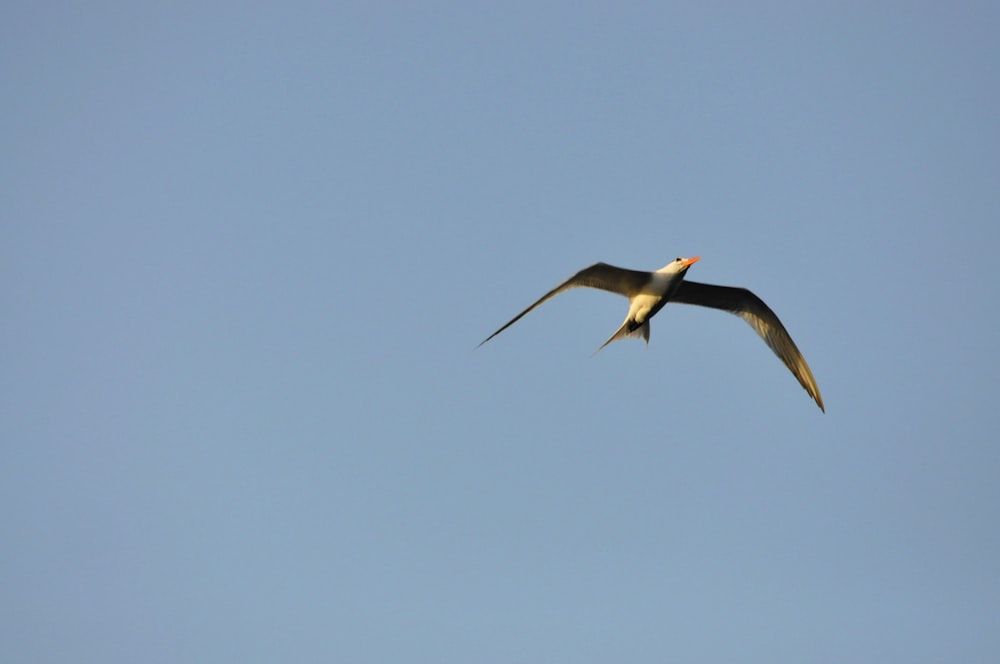 a bird flying in the sky