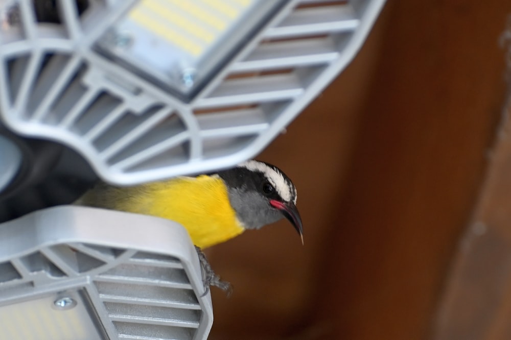 a bird on a car