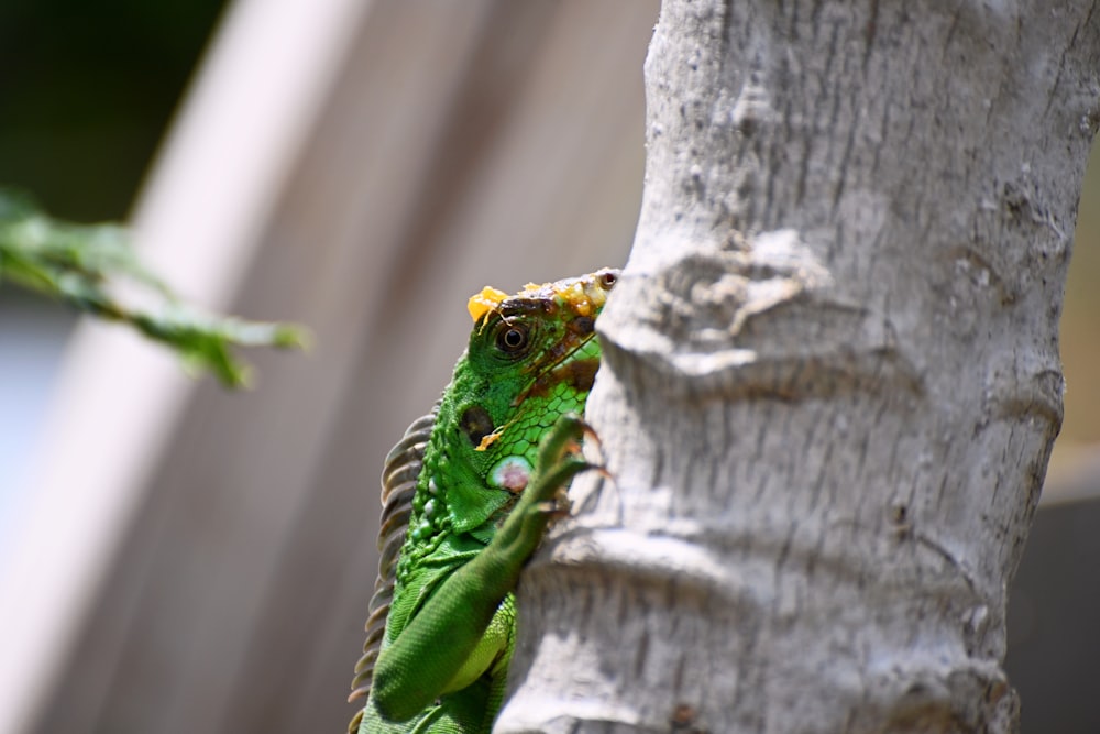 a green lizard on a tree
