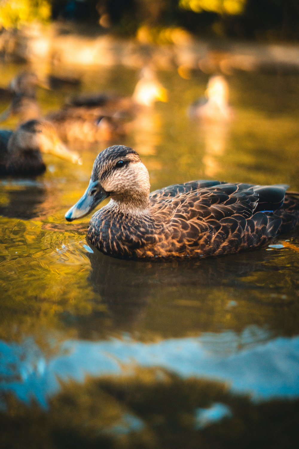 a duck swimming in water