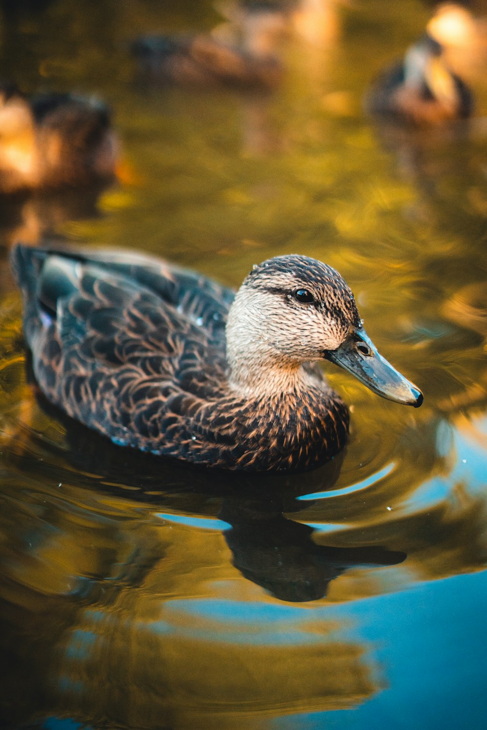 a duck swimming in water