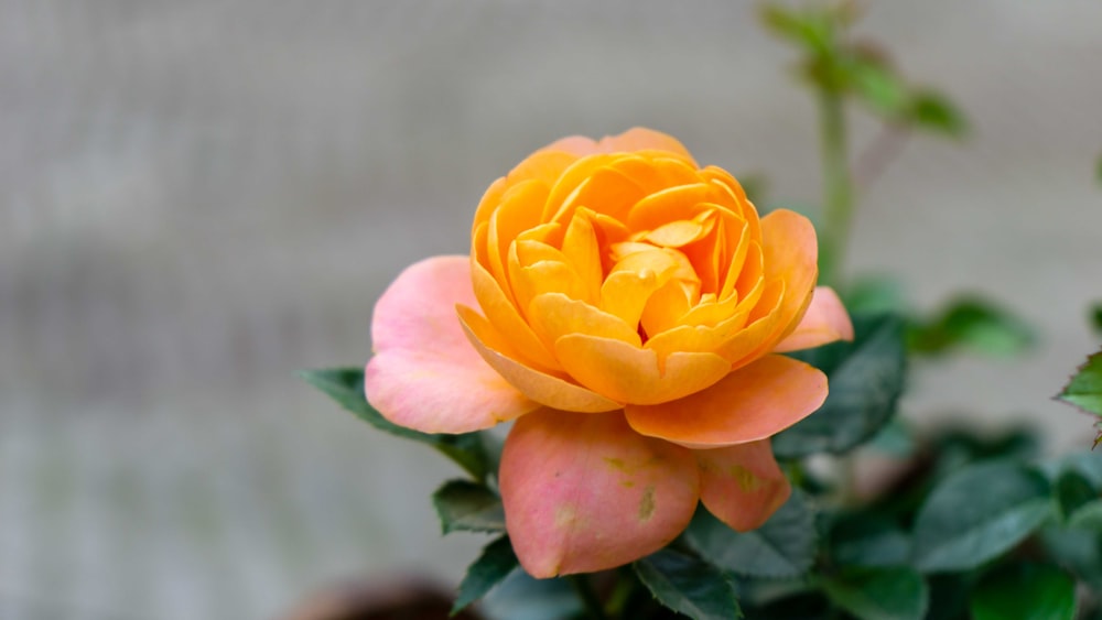 a close up of a flower