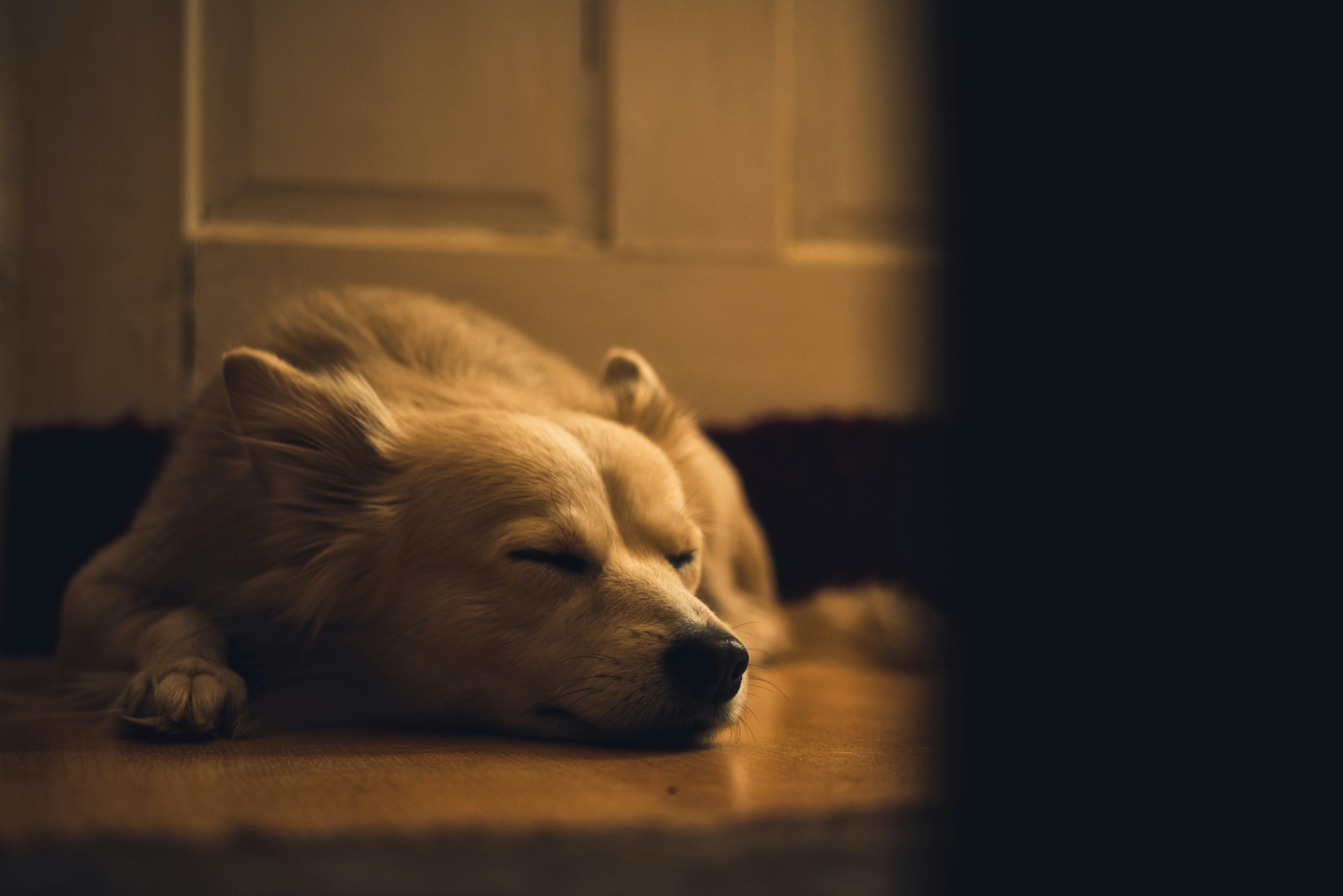 How Sleeping Habits Reflect Your Dog's Health