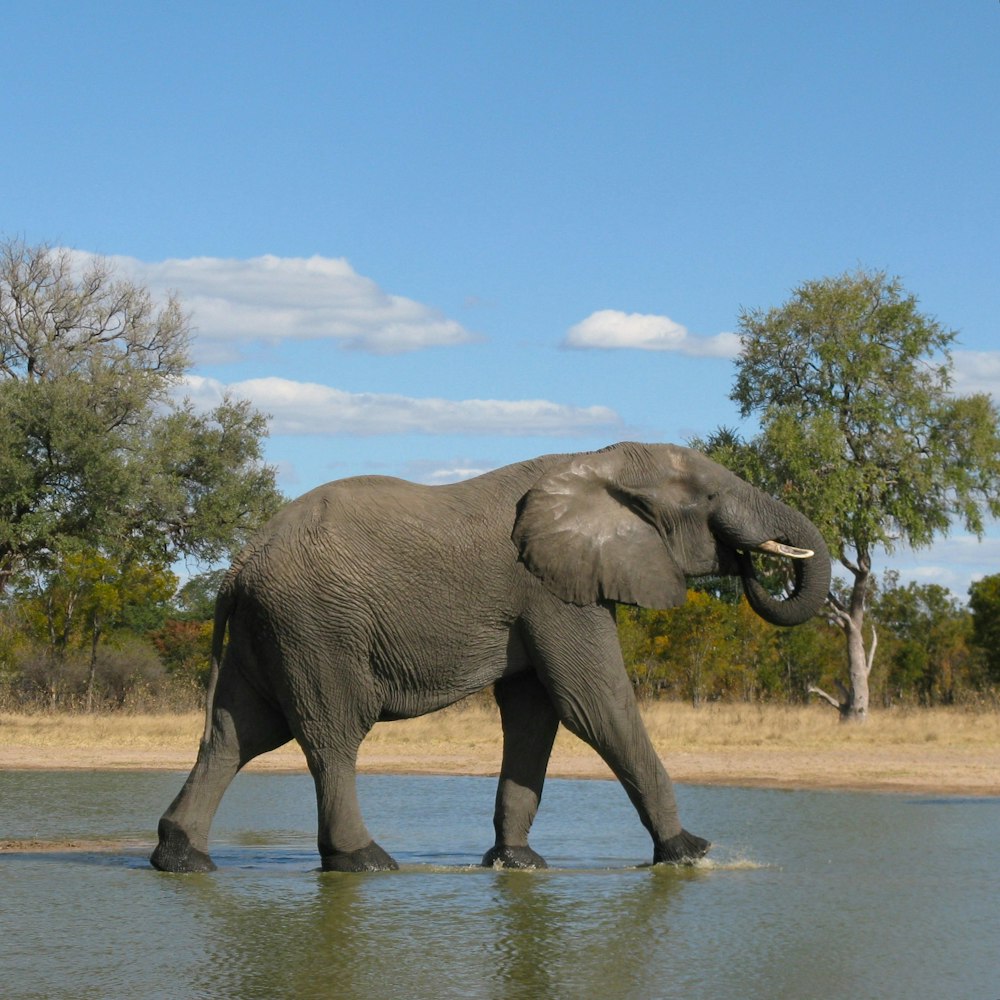 an elephant walking in water