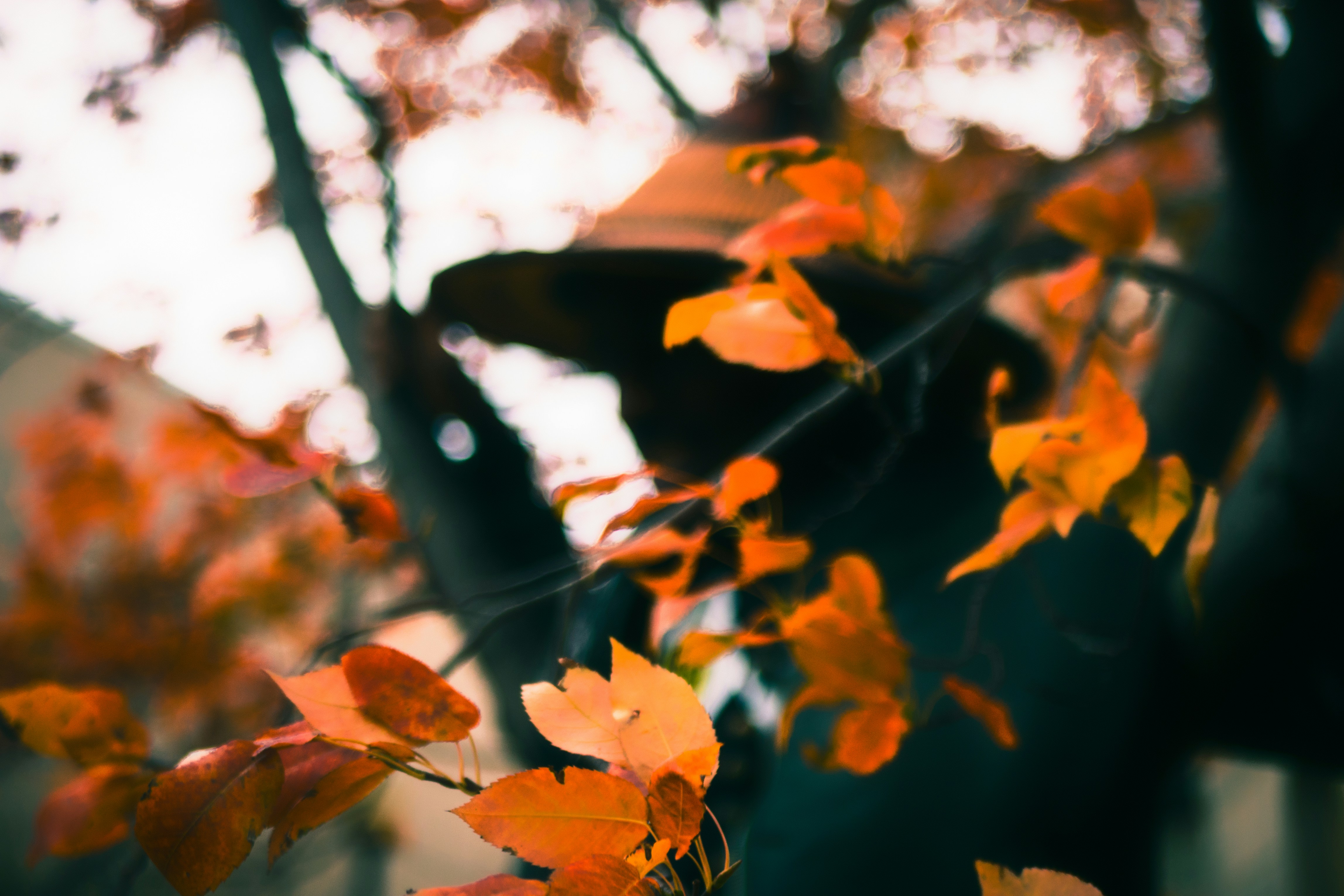 Trivia nights in Buffalo, United States