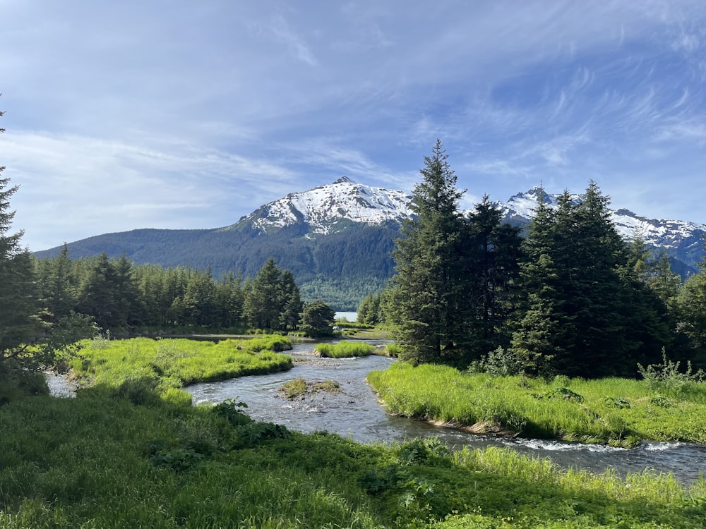 a stream with grass and trees with a snowy mountain in the background