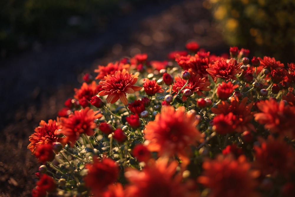 a close up of some flowers