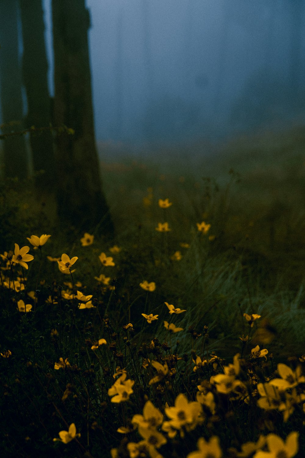 yellow flowers in a field