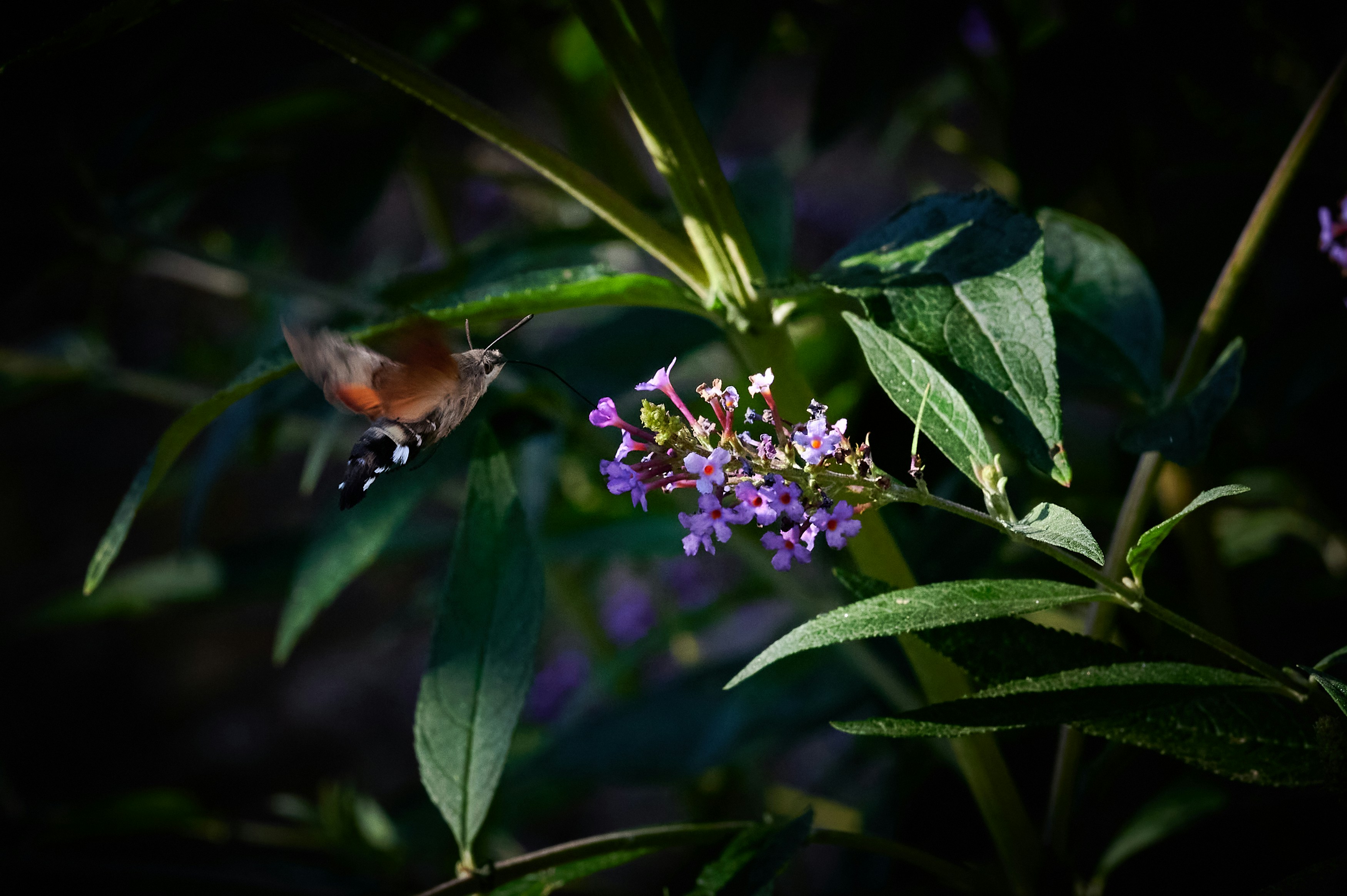 Photo by designbytholen