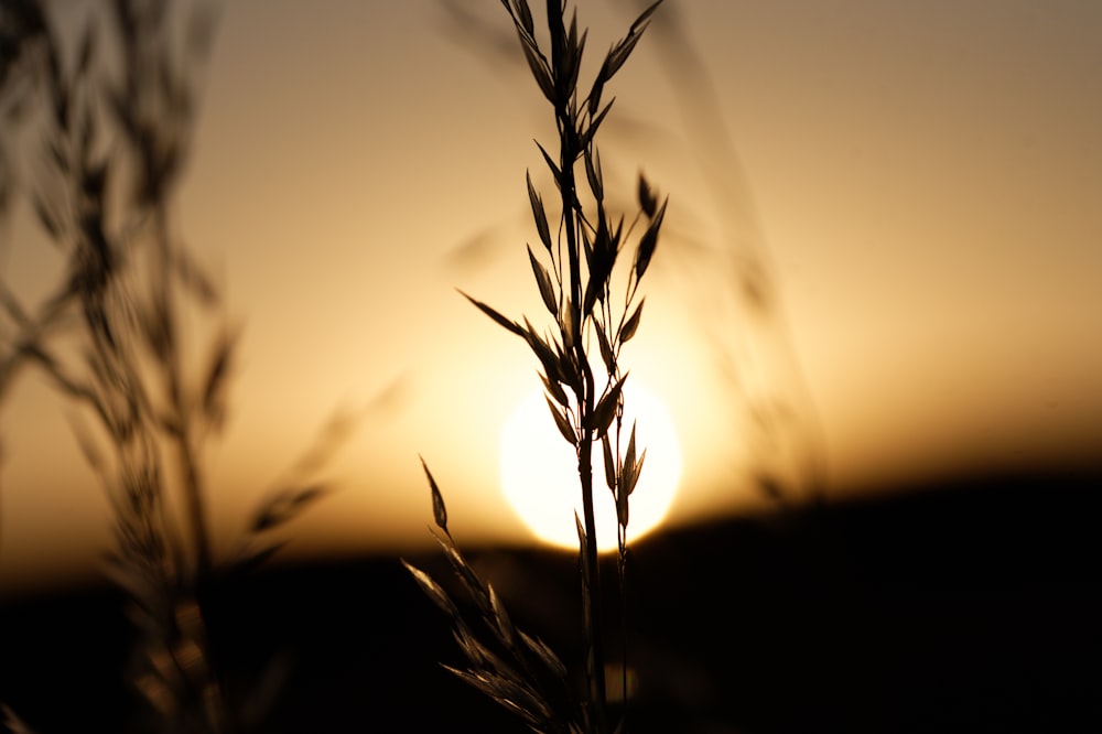 a plant with a shadow